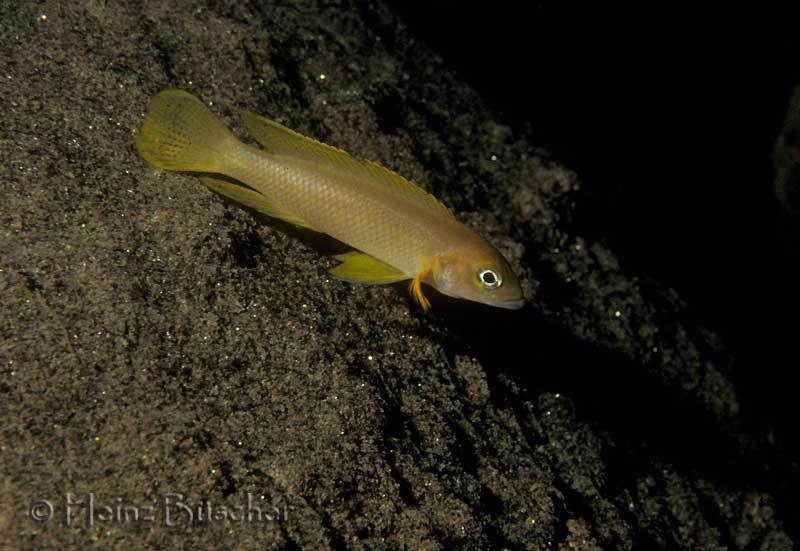 Neolamprologus pectoralis 'Tembwe (Deux)'